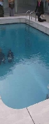 金沢21世紀美術館プール
